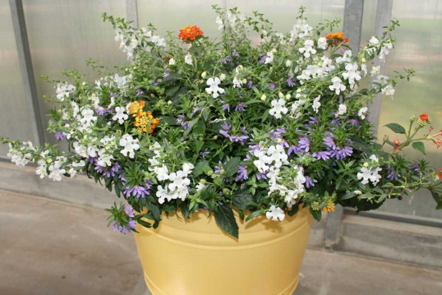 Kwik Kombos Rockets Red Glare