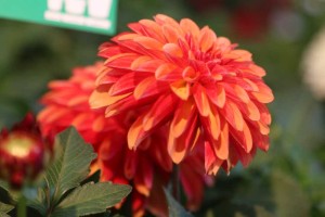 LaBella Grande Orange Bicolor