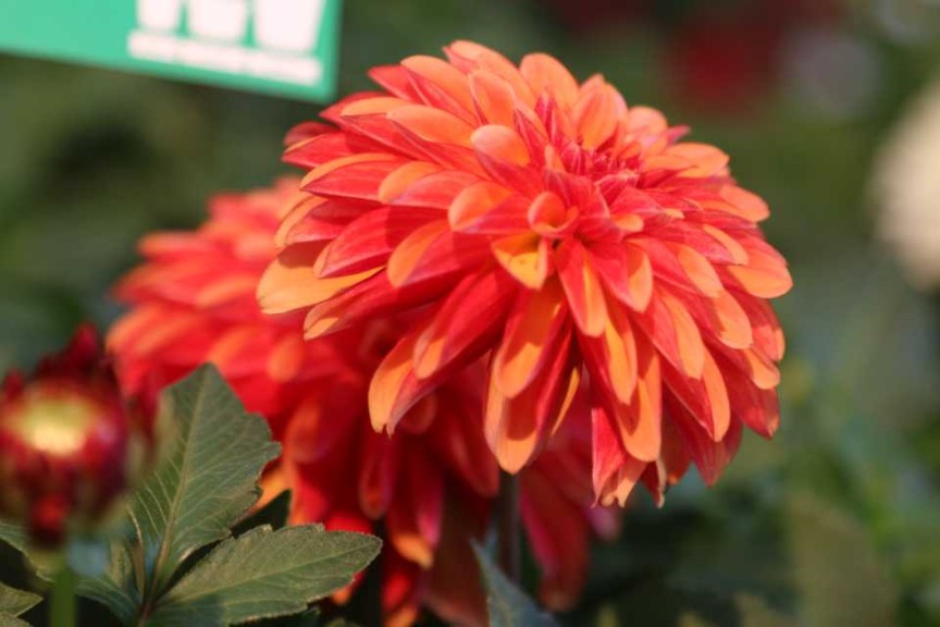 LaBella Grande Orange Bicolor