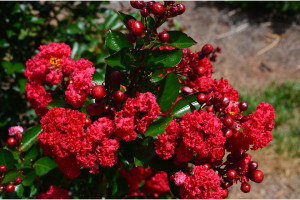 Crape Myrtle ‘First Editions Ruffled Red Magic’ (Bailey Nurseries at Pacific Plug & Liner, Watsonville, CA)