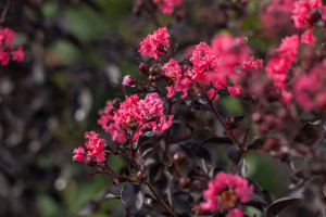 Crape Myrtle ‘First Editions Twilight Magic’ (Bailey Nurseries at Pacific Plug & Liner, Watsonville, CA)