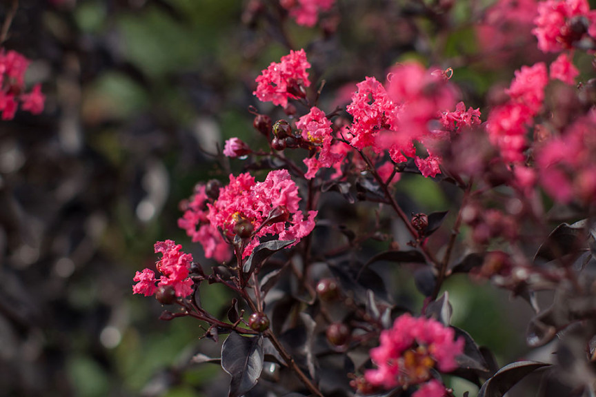 Crape Myrtle ‘First Editions Twilight Magic’ (Bailey Nurseries at Pacific Plug & Liner, Watsonville, CA)