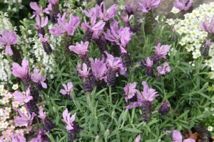 Lavender 'Javelin Forte Deep Purple'