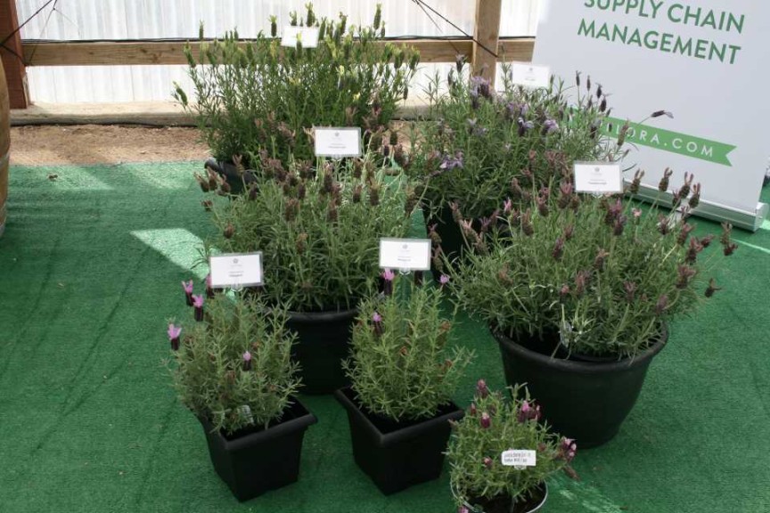 Lavender Series (Kiwiflora)