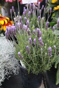 Lavendula dentata (Green Fuse)