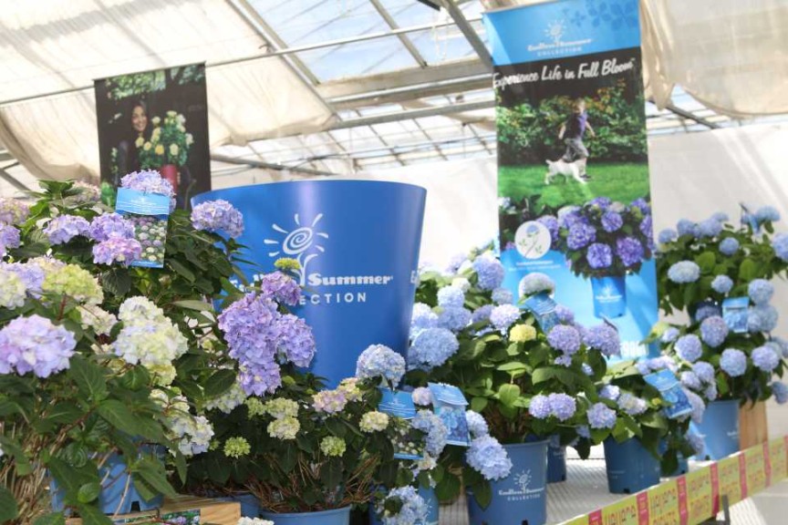 Live Life In Ful Bloom