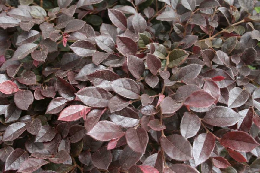 Loropetalum 'Purple Daydream'