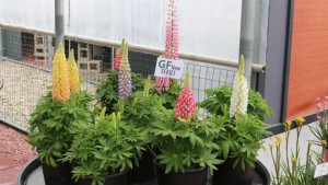 Green Fuse Botanicals’ Staircase Lupine Wows At California Spring Trials 2016