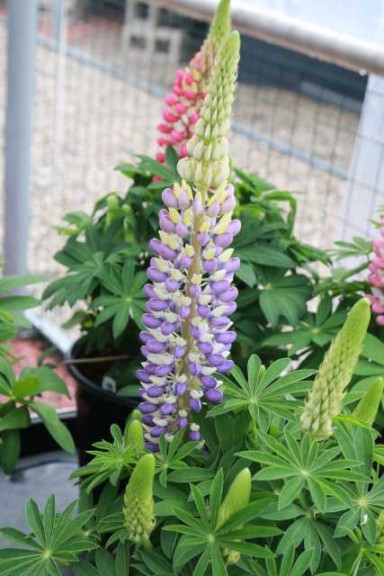 Lupine 'Staircase Purple' (Green Fuse)