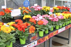 Majorette Gerbera Display
