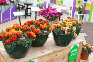 Marigold 'Fireball' and 'Strawberry Blonde' (PanAmerican Seed)
