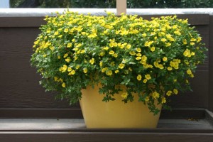 Danziger 2016 New Variety Introductions