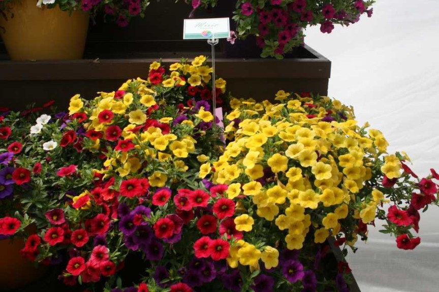 Danziger 2016 New Variety Introductions