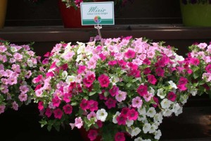 Danziger 2016 New Variety Introductions