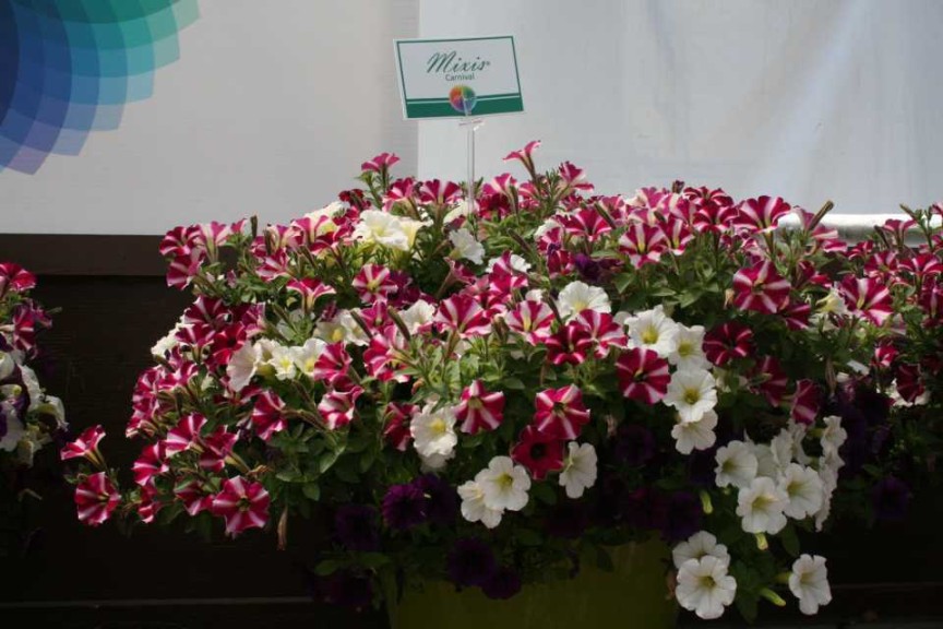 Danziger 2016 New Variety Introductions