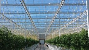 How to ID Food Safety Hazards When Growing Greenhouse Vegetables