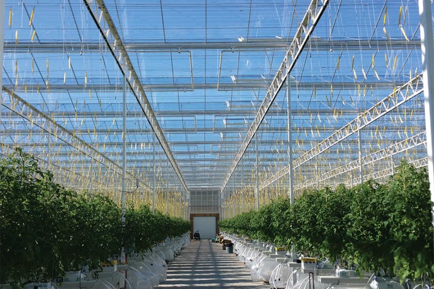 Houweling's Tomatoes' Mona Greenhouse