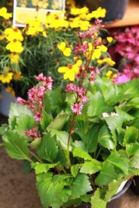 Mukgenia Nova Flame (Terra Nova Nurseries)