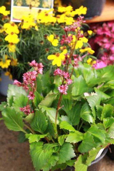 Mukgenia Nova Flame (Terra Nova Nurseries)