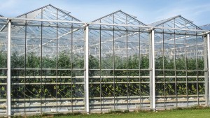 How To Fine-Tune Your Greenhouse Cooling And Ventilation Systems