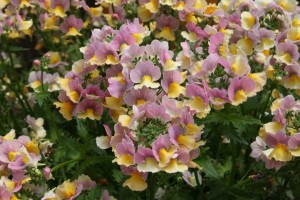 Danziger 2016 New Variety Introductions