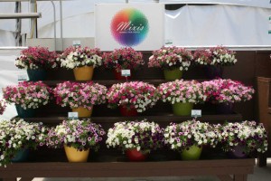 Danziger 2016 New Variety Introductions