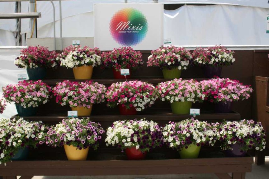 Danziger 2016 New Variety Introductions