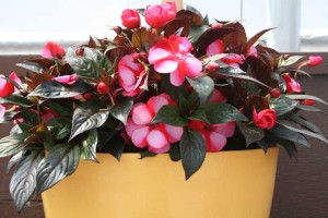 Danziger 2016 New Variety Introductions