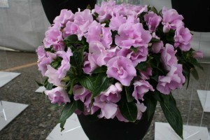 New Guinea Impatiens Paradise Rococo Lavender 2017