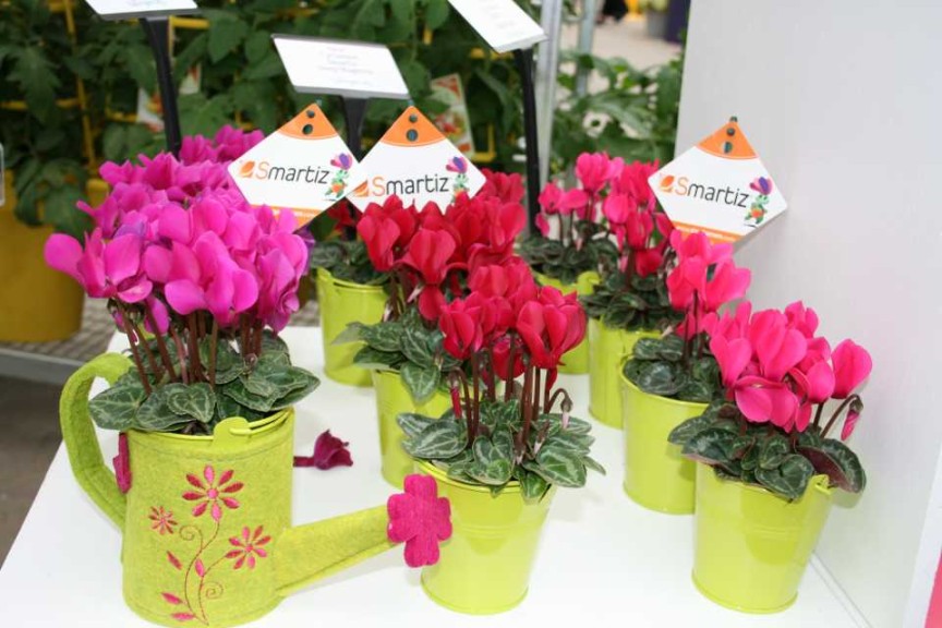 New colors - Cyclamen Smartiz (Ch. Morel)