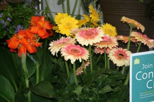 New Patio Size Gerberas At HGTV