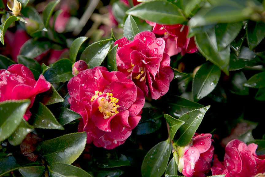 Camellia ‘October Magic Ruby’ (Southern Living and Sunset Western Garden Collection at Pacific Plug & Liner, Watsonville, CA)