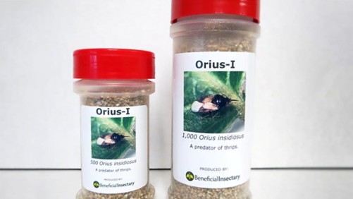 Beneficial Insectary Increasing Production Of Three Biocontrol Tools For Ornamental Growers