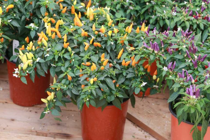 Ornamental Pepper Sedona Sun