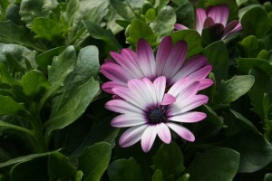 Danziger 2016 New Variety Introductions