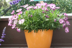 Danziger 2016 New Variety Introductions