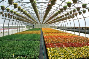 Ovaltech (Harnois Greenhouses)