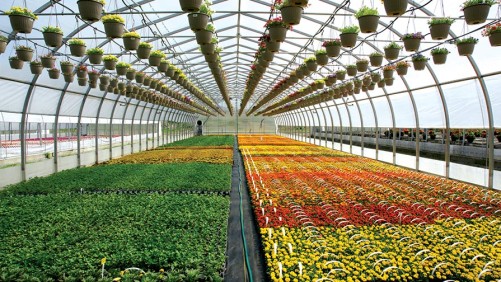 The Latest Developments In Greenhouse Structures