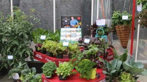 Sakata Ornamentals’ 2016 California Spring Trials Birthday Bash Celebrates SunPatiens