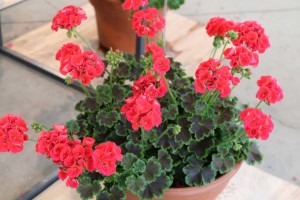 PAC Geranium Experimental Sweetheart