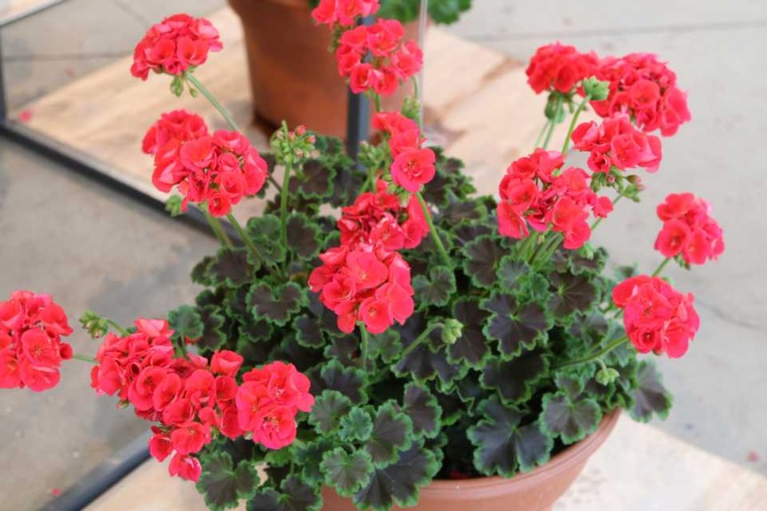 PAC Geranium Experimental Sweetheart