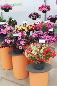 Painted pedestals for plants you want to call attention to at PanAmerican Seed