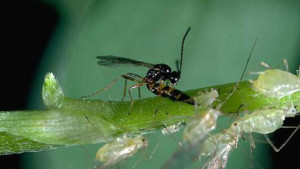 Plant Growth Regulator Use Can Affect Biological Pest Control