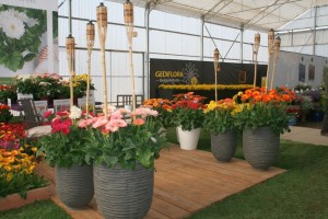 Patio gerberas at Florist Holland