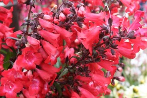 Penstemon 'Cherry Sparks' (Darwin Perennials)