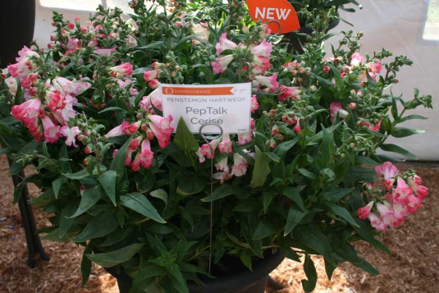 Penstemon 'Pep Talk Cerise' (Dümmen Orange)