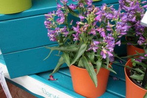 Penstemon hybrid 'Rock Candy Blue' (Darwin Perennials)