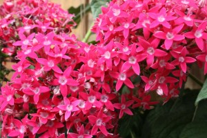 Pentas Honey Cluster Deep Rose