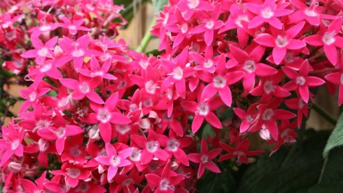 Check Out The Best Annuals For Attracting Bees And Butterflies