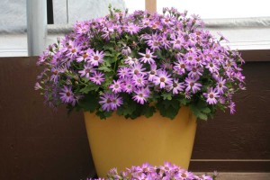 Danziger 2016 New Variety Introductions